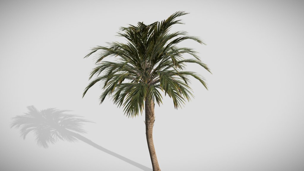 palm tree