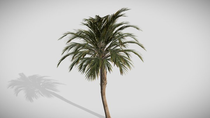 palm tree 3D Model