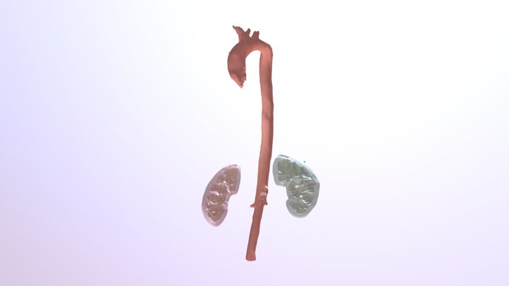 Kidneys and Aorta 3D Model