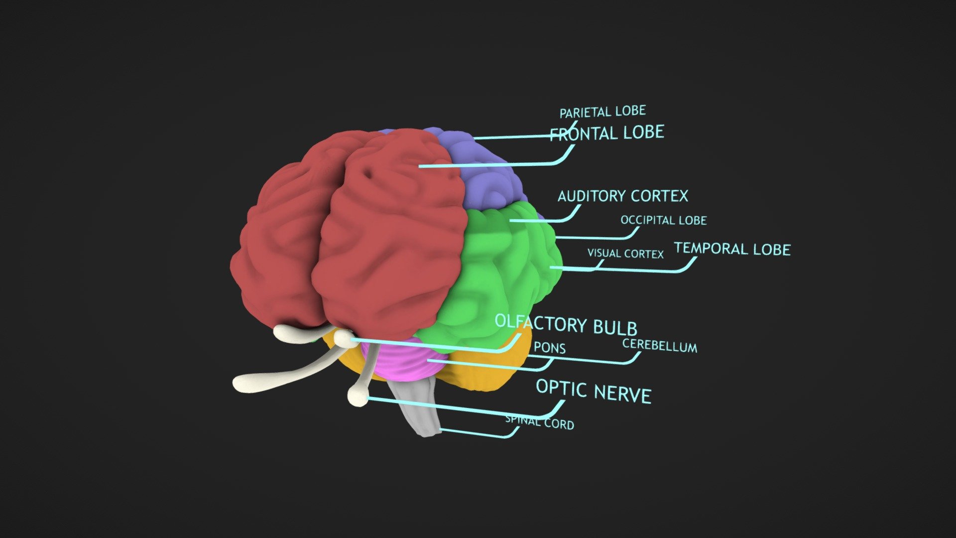 Brain Diagram - 3D model by Aeceus (@adamknight468) [4a8c8a8] - Sketchfab