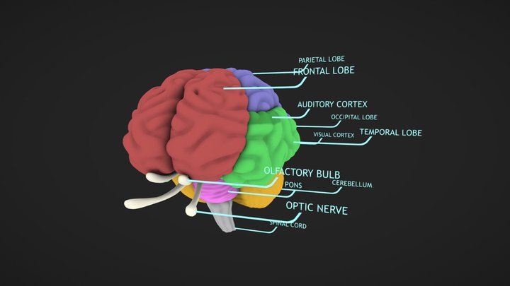 Brain Diagram 3D Model