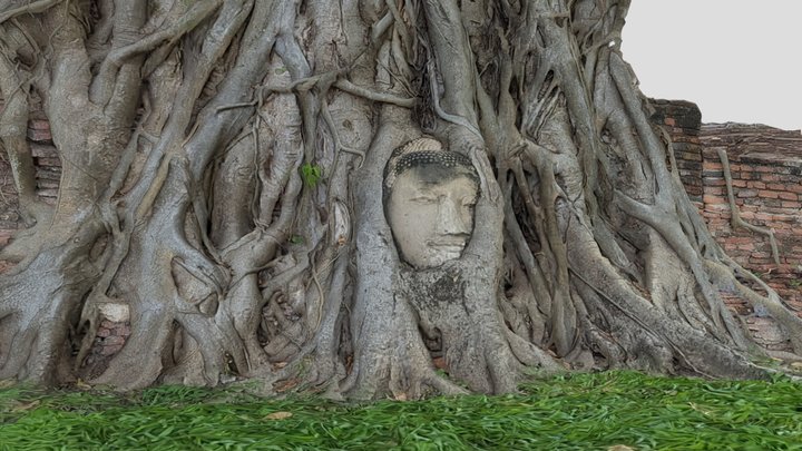 Ayuthaya Buddha Head Tree 3D Model