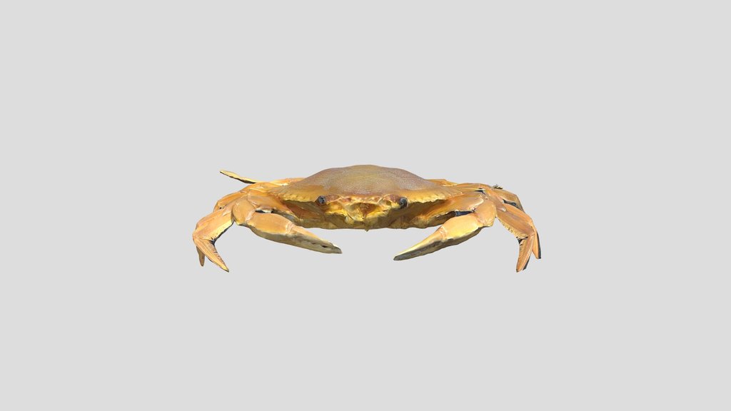 Siri (Callinectes sp.)