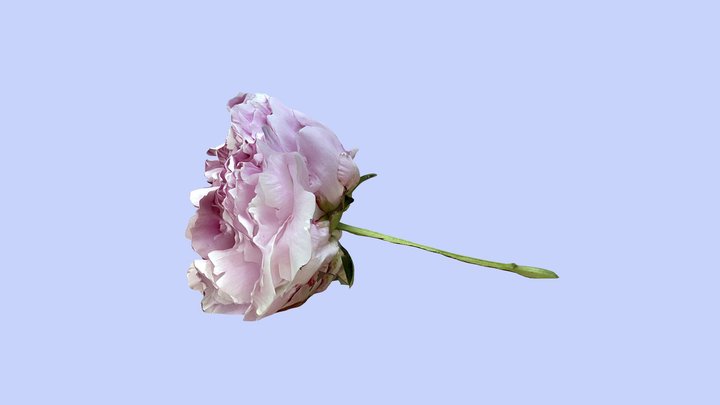 Peony – Modello 3D gratuito STL