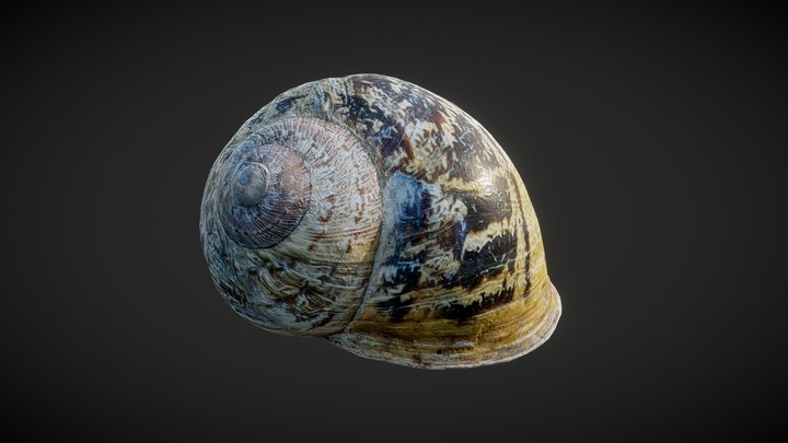 Brown snail shell 01 3D Model