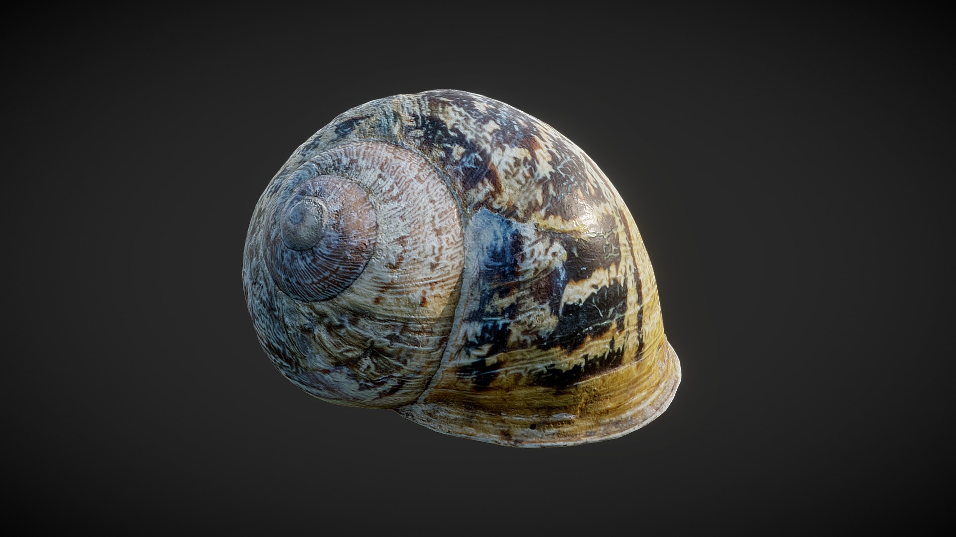 3D model Brown snail shell 01 - This is a 3D model of the Brown snail shell 01. The 3D model is about a planet with a ring around it.