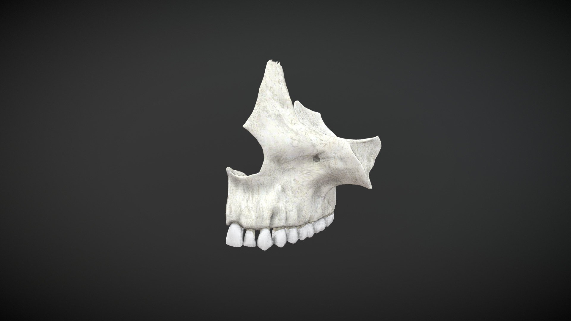 maxillary simple / Maxilar Simple - Download Free 3D model by Ualde ...
