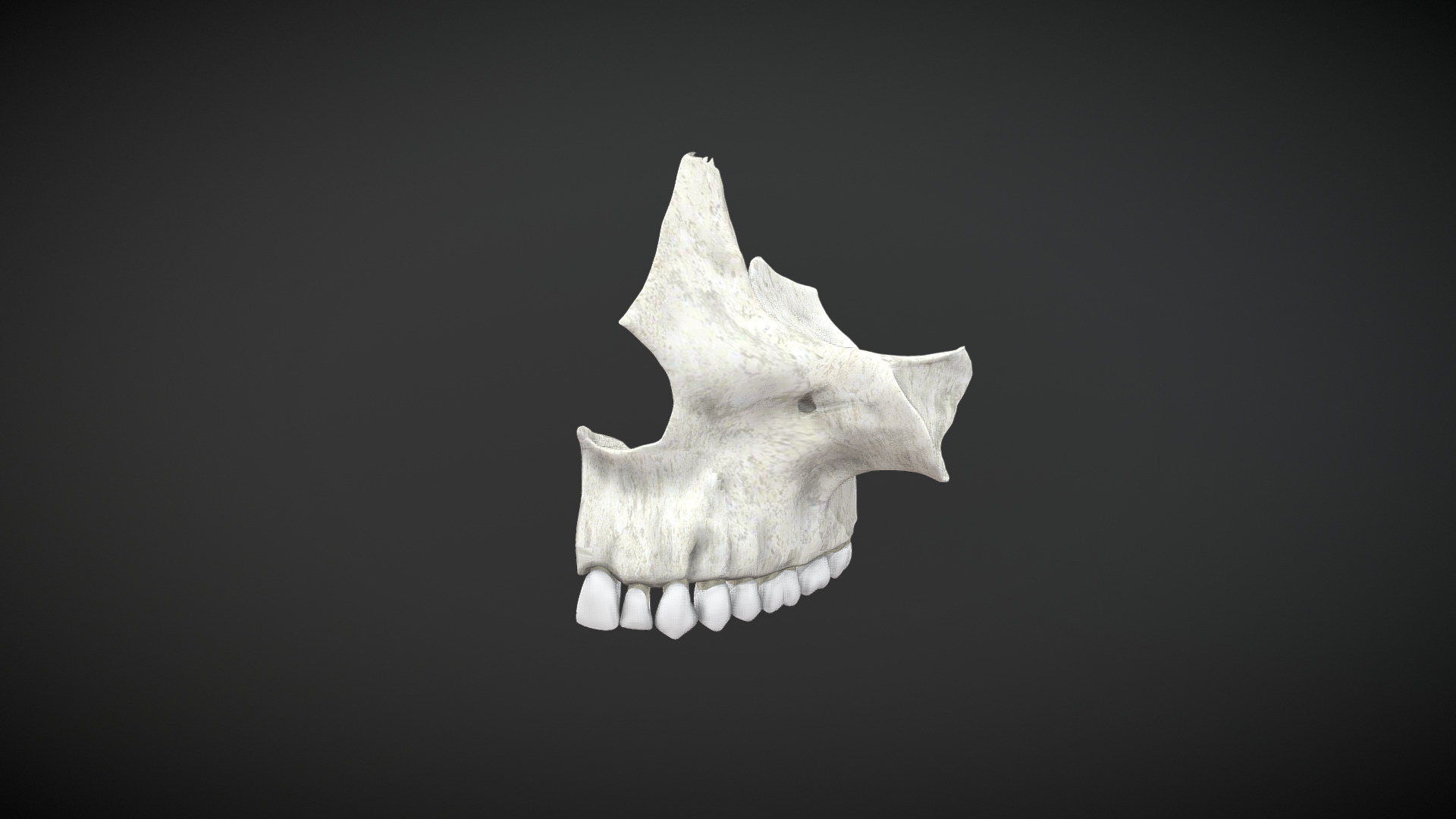 3D model maxillary simple / Maxilar Simple - This is a 3D model of the maxillary simple / Maxilar Simple. The 3D model is about a white paper with a black background.
