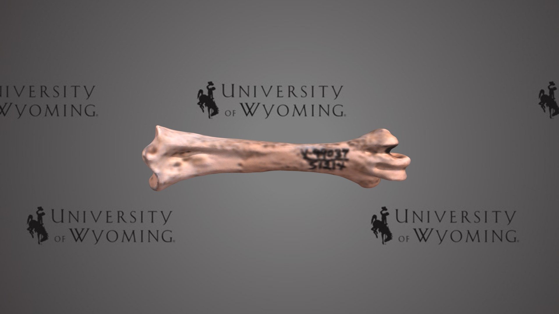 UW 51214 - Aves, Tarsometatarsus