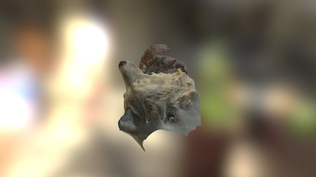 wolf 3D Model