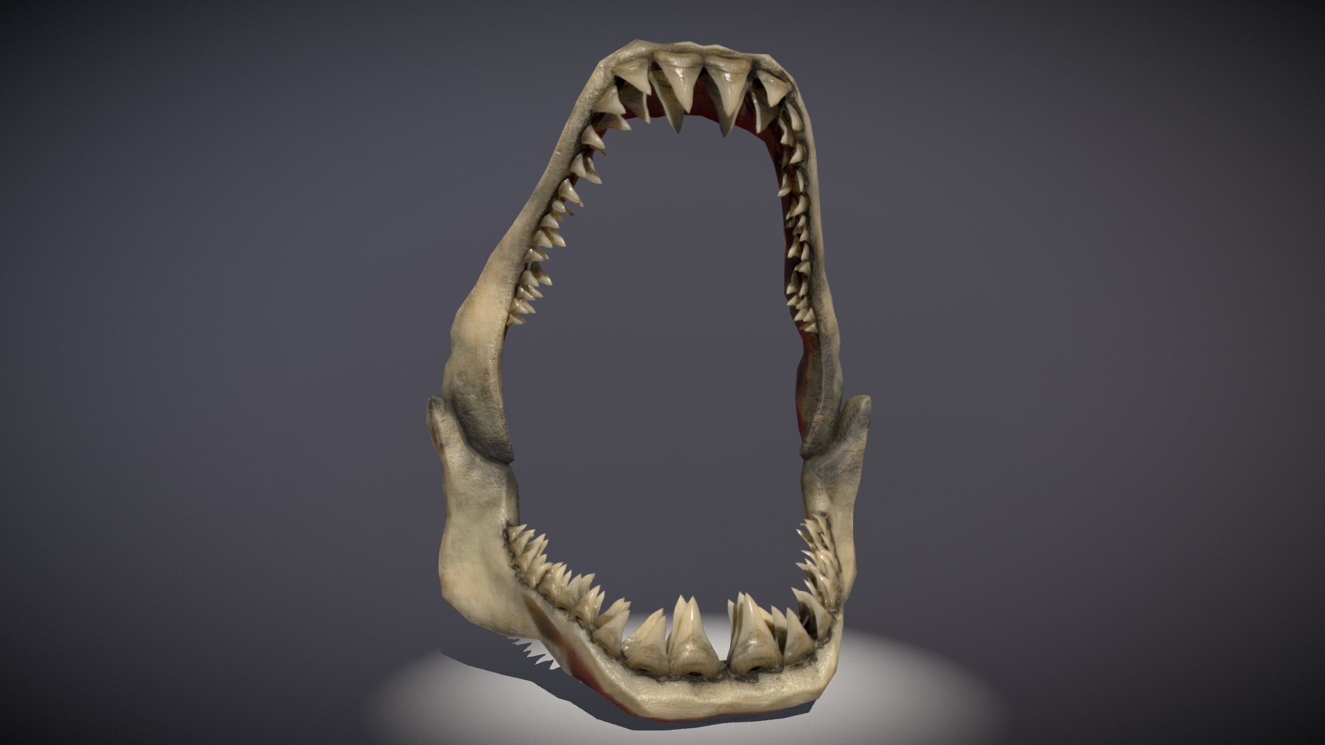 Зд зуб. Зуб 3д модель. Челюсть акулы 3д модель. Зуб 3д. Модель зубов.