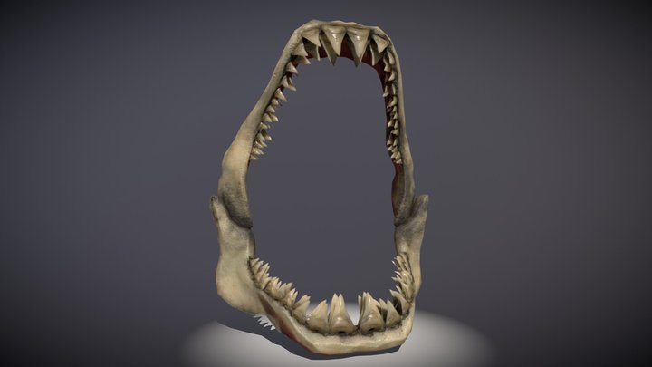Sharkteeth 3D Model