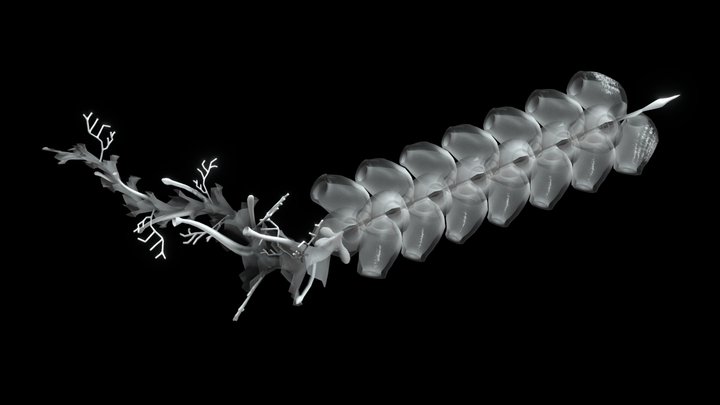 Marrus/Deep-Sea Jellyfish (Siphonophora) – Modello 3D gratuito STL