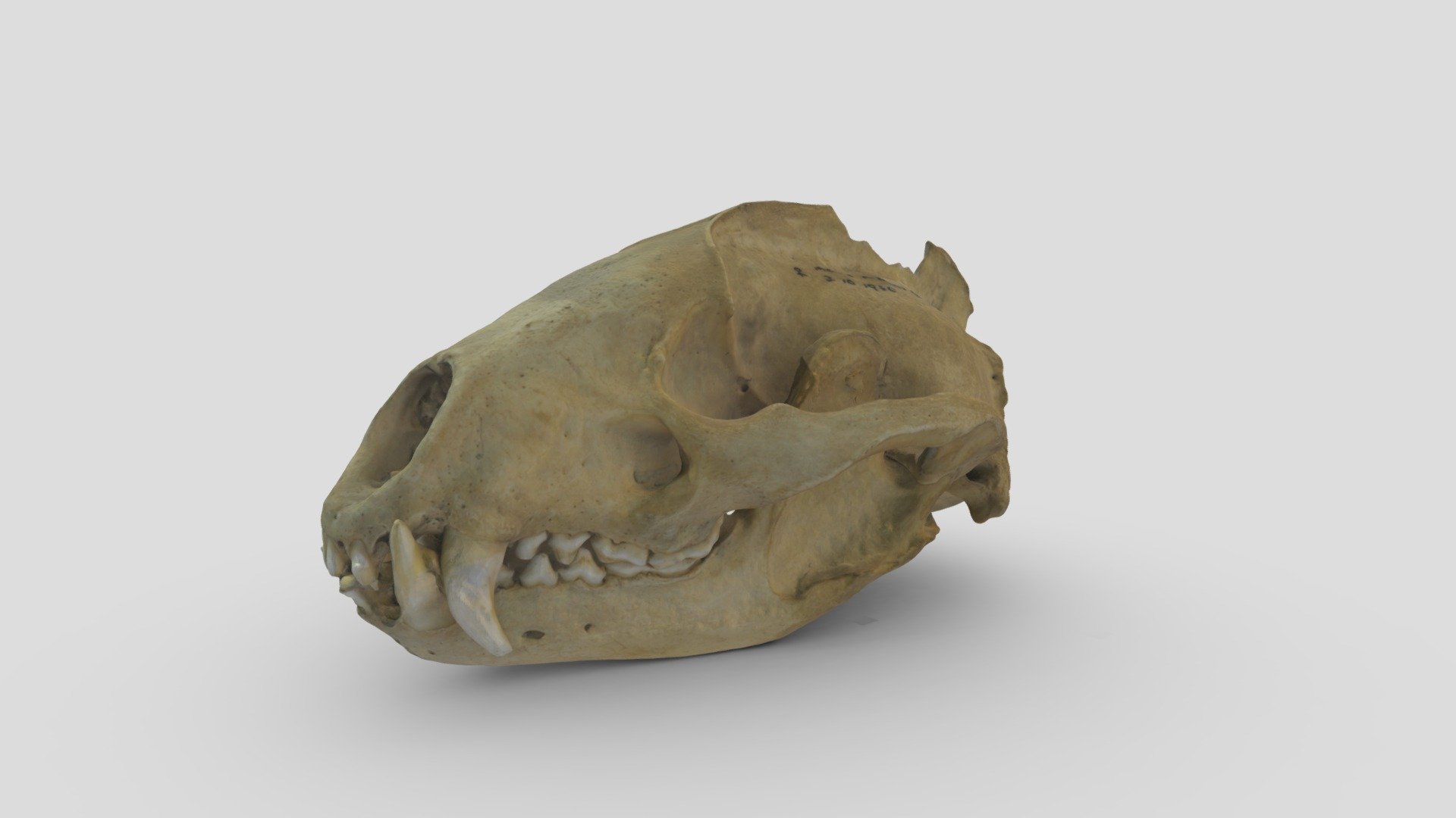 Badger Skull (Meles meles)