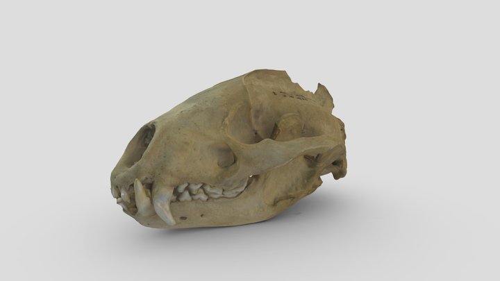 Badger Skull (Meles meles) 3D Model