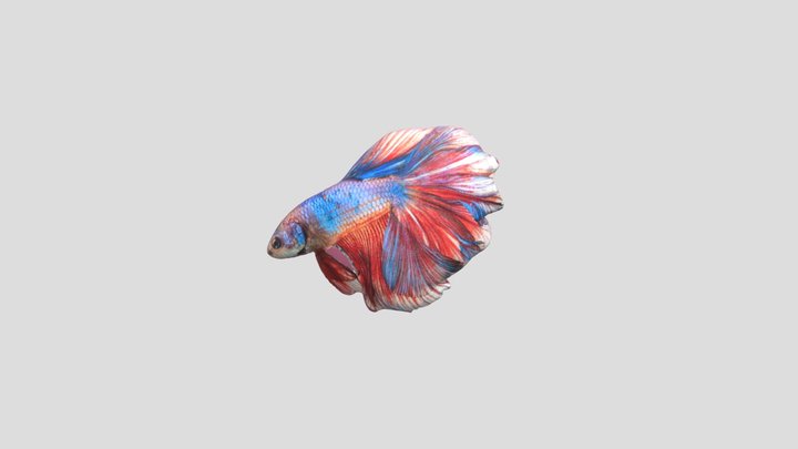 Ikan Cupang 3D Model