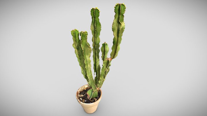 Cactus plant + pot, 3D scan photogrammetry 3D Model