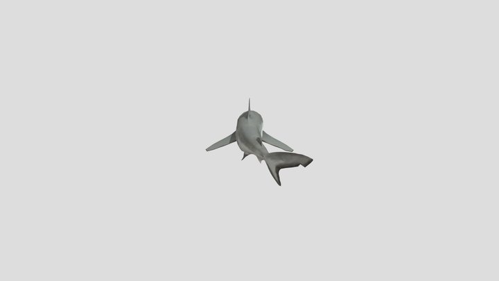 Bullshark 3D Model