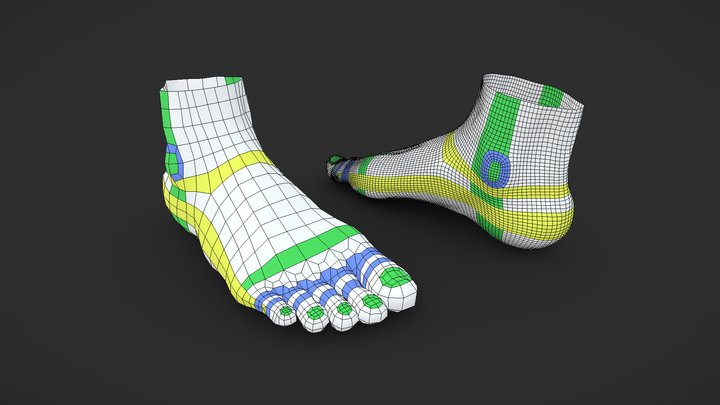 Foot Topology Study 3D Model