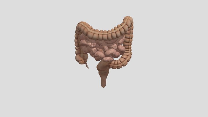 Colon-divided 3D Model