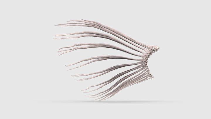 Pectoral Fin Rays of a Nile Perch | Loaded 3D Model