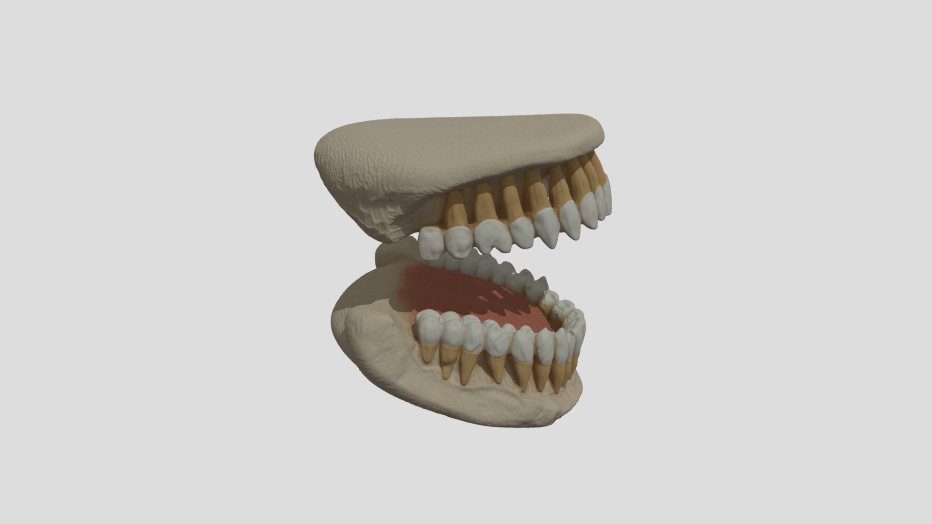 Jaw With Teeth 3d Model - 3D model by fayadfayadso [4ab8566] - Sketchfab