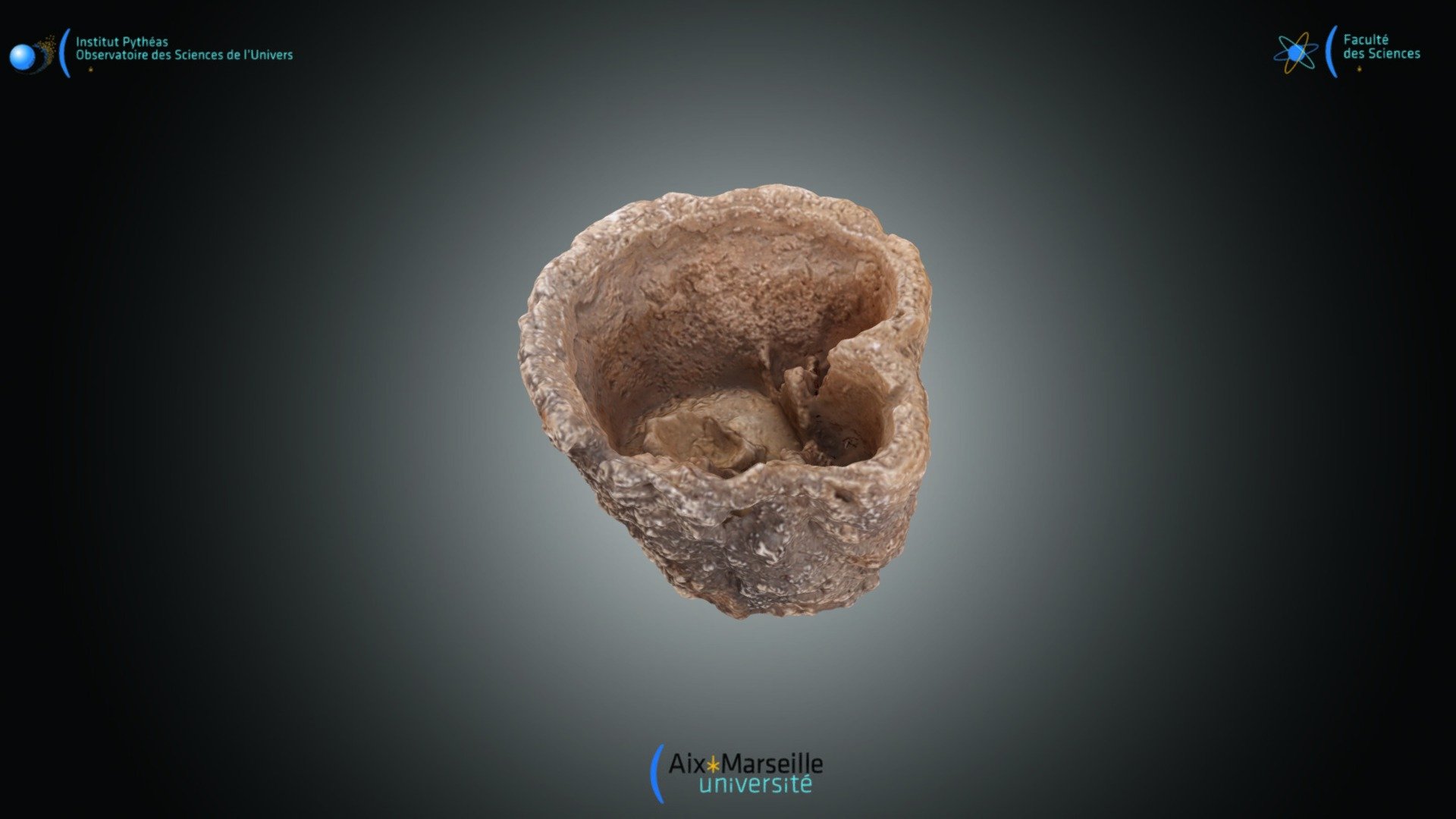 Bivalve - Hippurites resectus