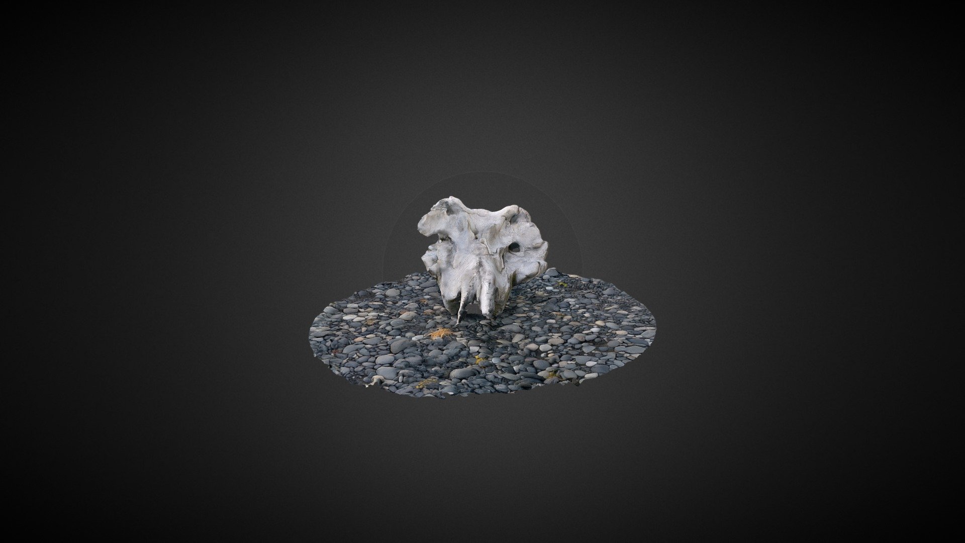 Whale Skull