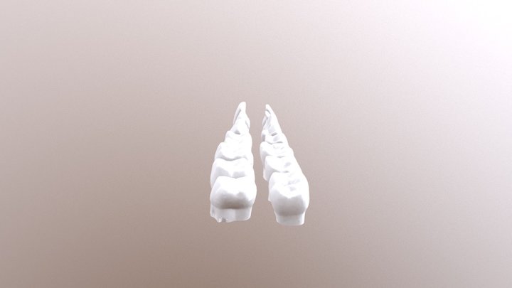 Adult Dentition Half Set 3D Model