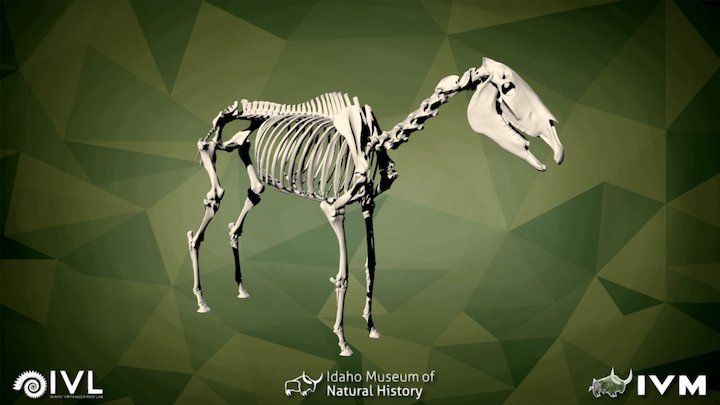 IMNH R-191 Equus asinus (Mule) 3D Model