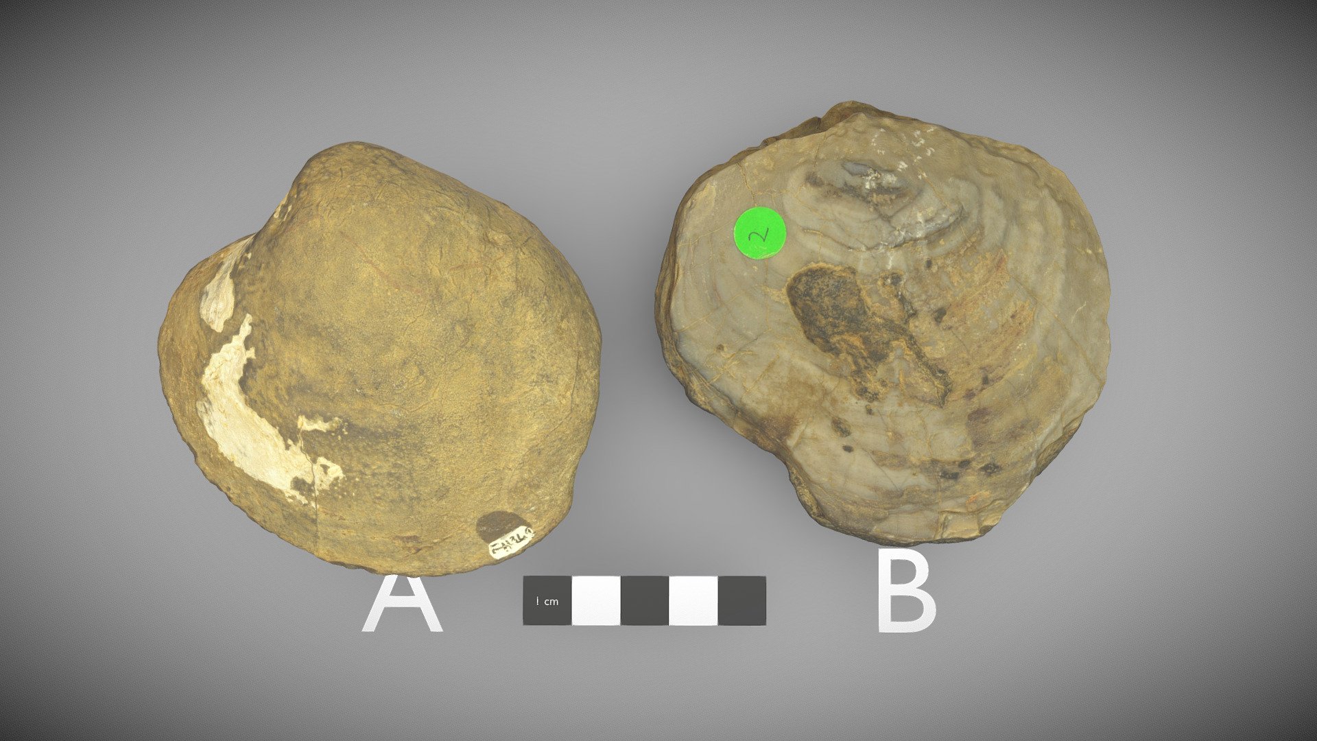 Fossil bivalves 3D model by UQ School of Earth and Environmental