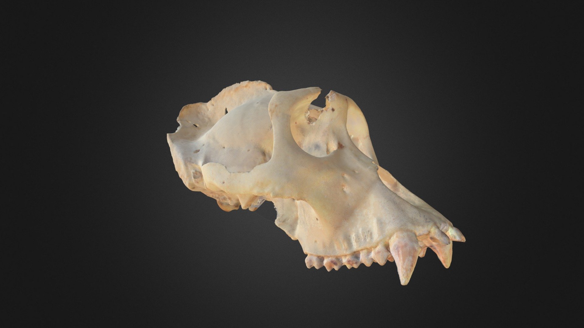 Gorilla gorilla, skull — Sketchfab embed 3D viewer