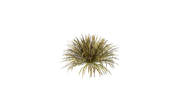 Winter Dwarf Mondo Grass shrubs 3D Model