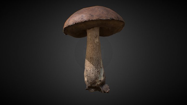 Low Poly Birch Bolete 3D Model