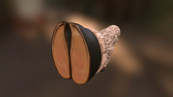 Fully Trimmed Small Ruminant Hoof 3D Model