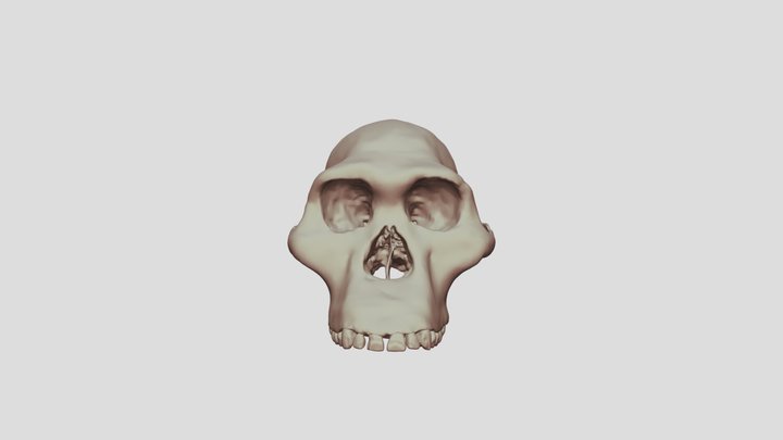 A. africanus STS 5 "Mrs Ples" CT Reconstruction
