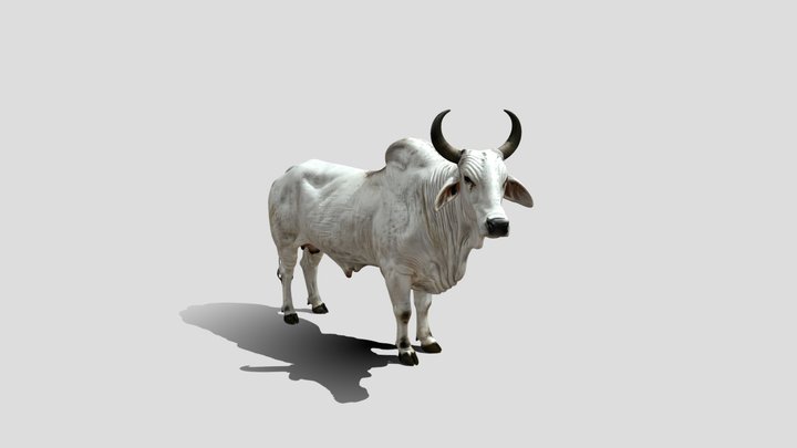 White Brahman Bull 3D Model Free – Modèle 3D gratuit STL
