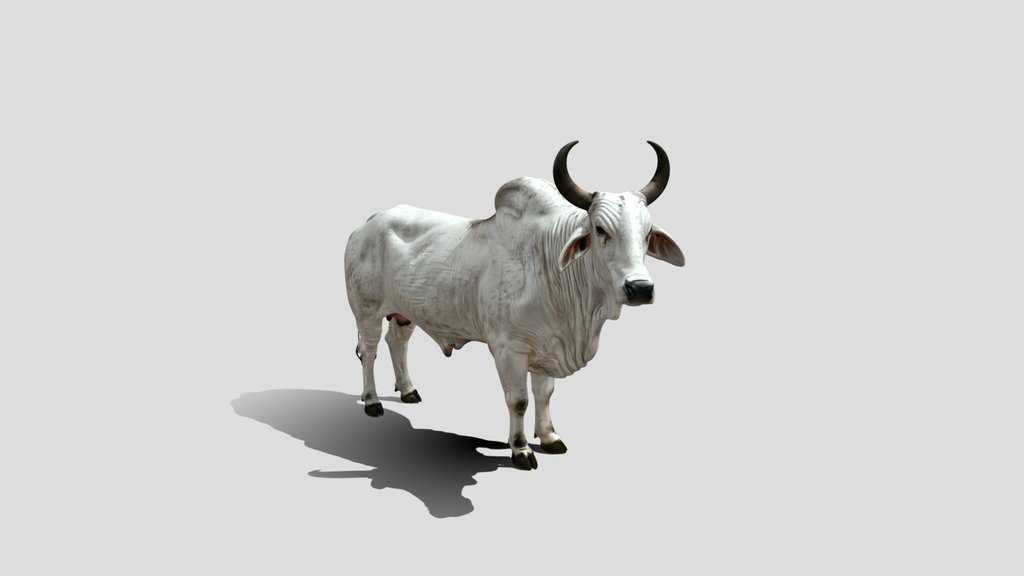 White Brahman Bull 3D Model Free