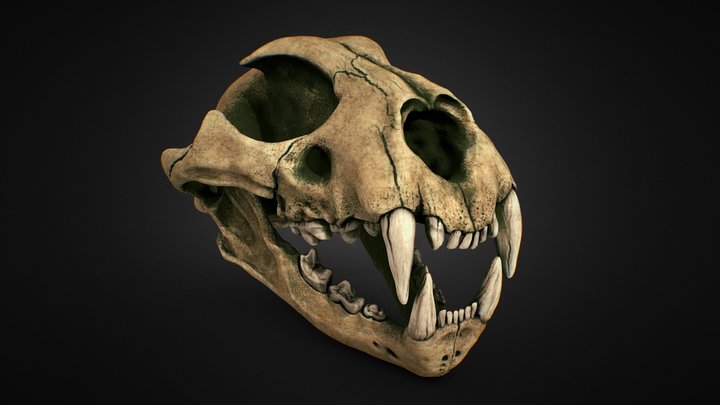 Leopard Skull (Panthera pardus) 3D Model