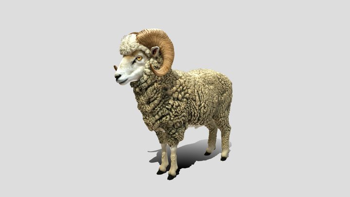 The Curling Ram 3D Model Free – Modello 3D gratuito STL