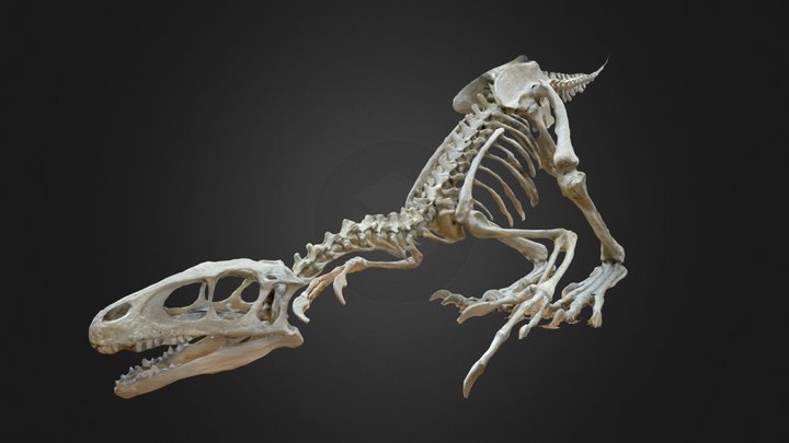 Unenlagia comahuensis 3D Model