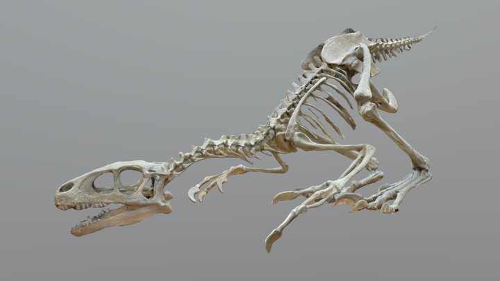 Unenlagia comahuensis 3D Model