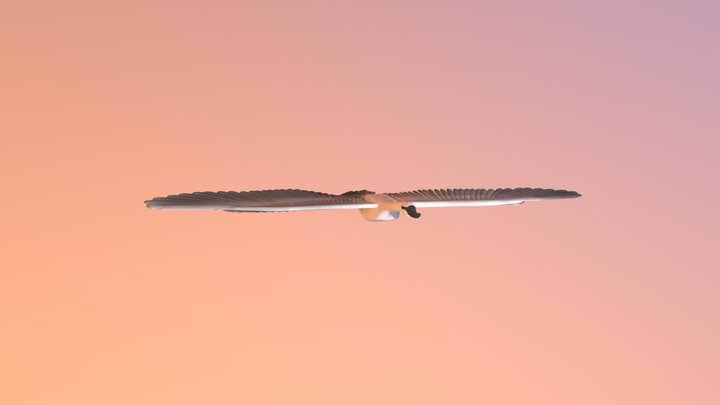 Swan 3D Model