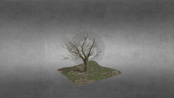 leafless tree_2 3D Model