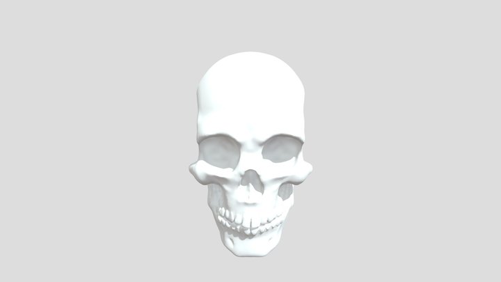 Skull 3D Model