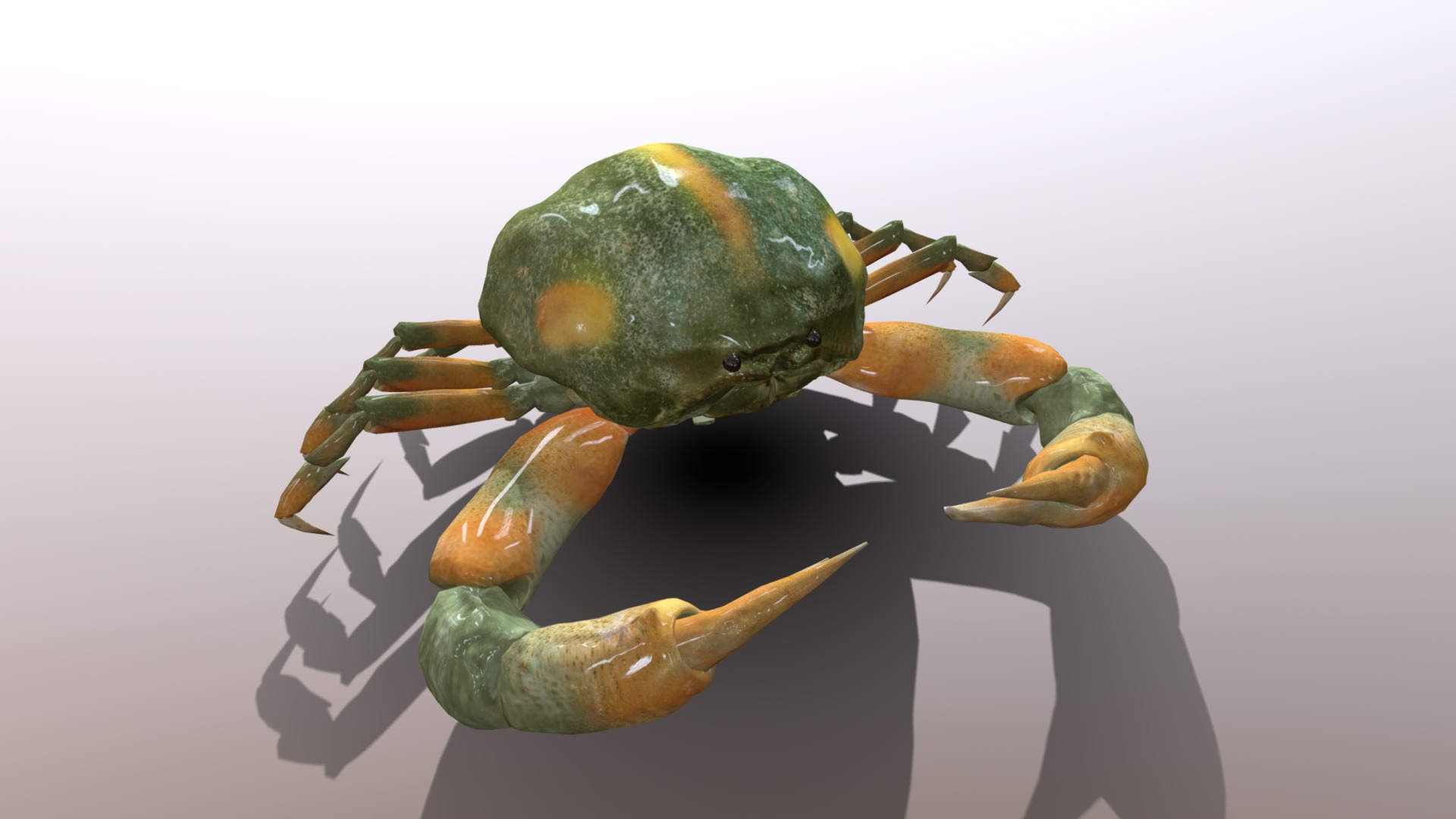 3D model Crab Pyrhila pisum - This is a 3D model of the Crab Pyrhila pisum. The 3D model is about a green and yellow frog.