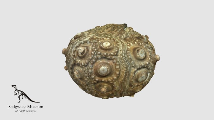 EduF83 Regular Echinoid (Sea Urchin)