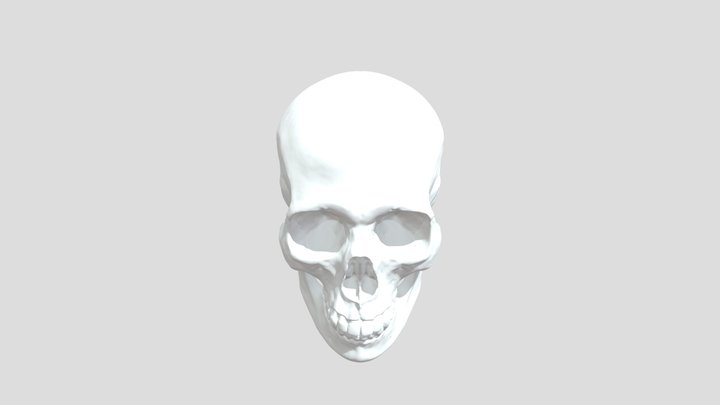 Human Skull 3D Model