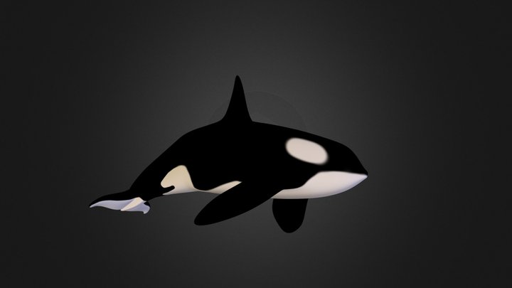 Killer Whale 3D Model
