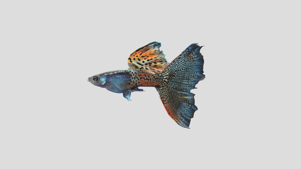 Jarawee Lazuli Guppy Male